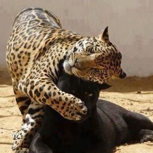 Meet your Posher, Renae